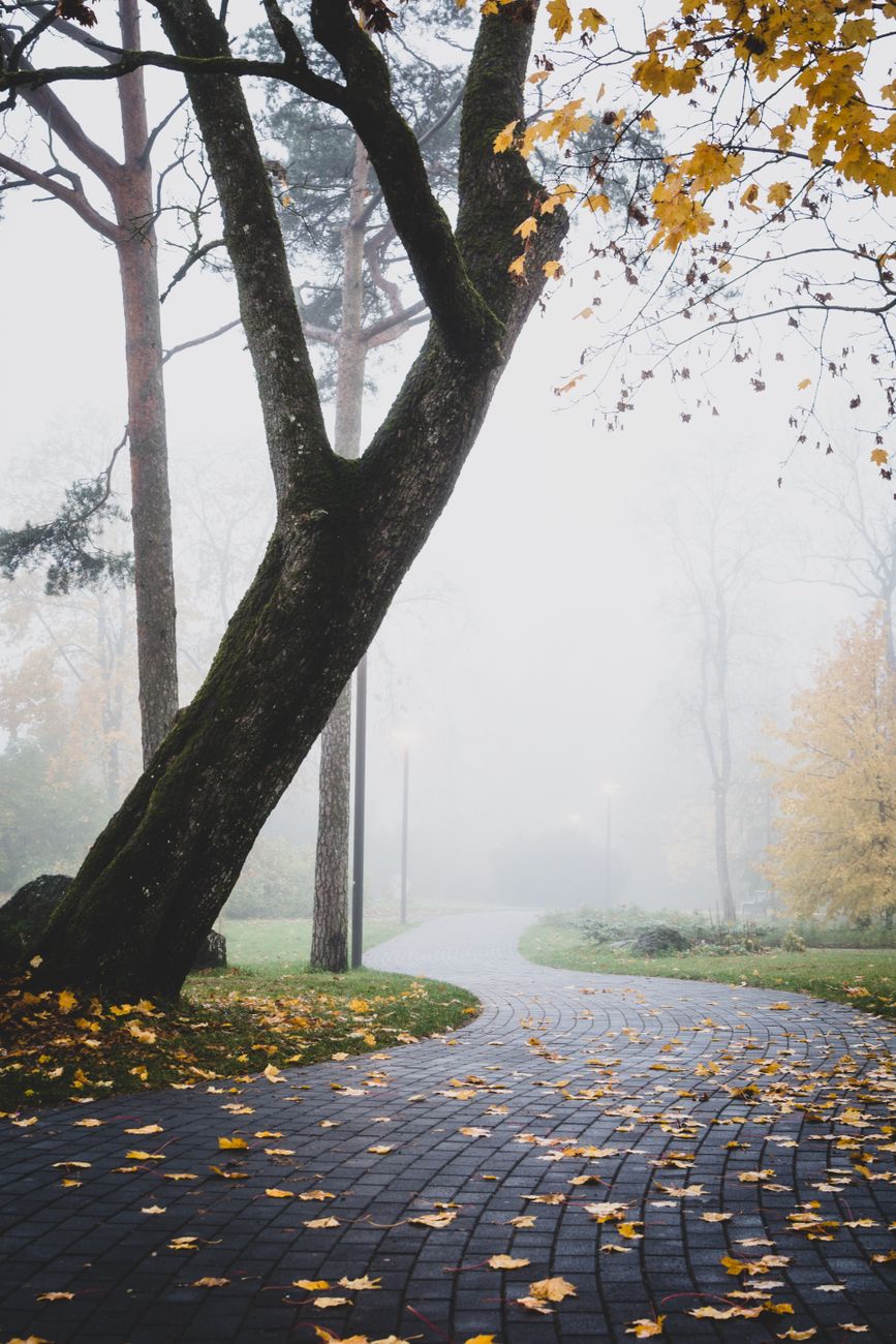Discover a peaceful foggy park scene with a winding brick pathway and vibrant autumn foliage.