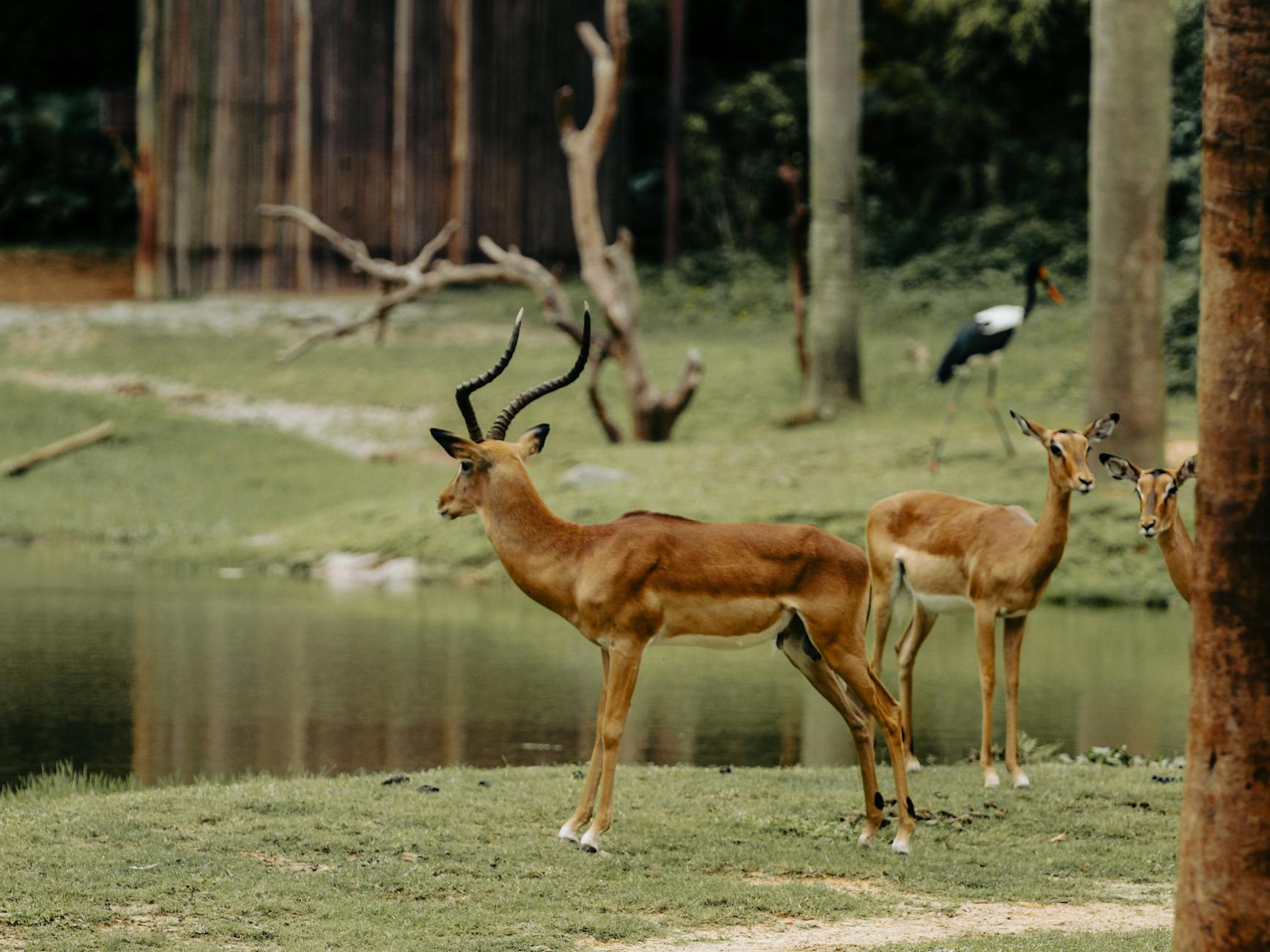 Impalas resting near a serene lakeside, embodying peaceful wildlife scenery.