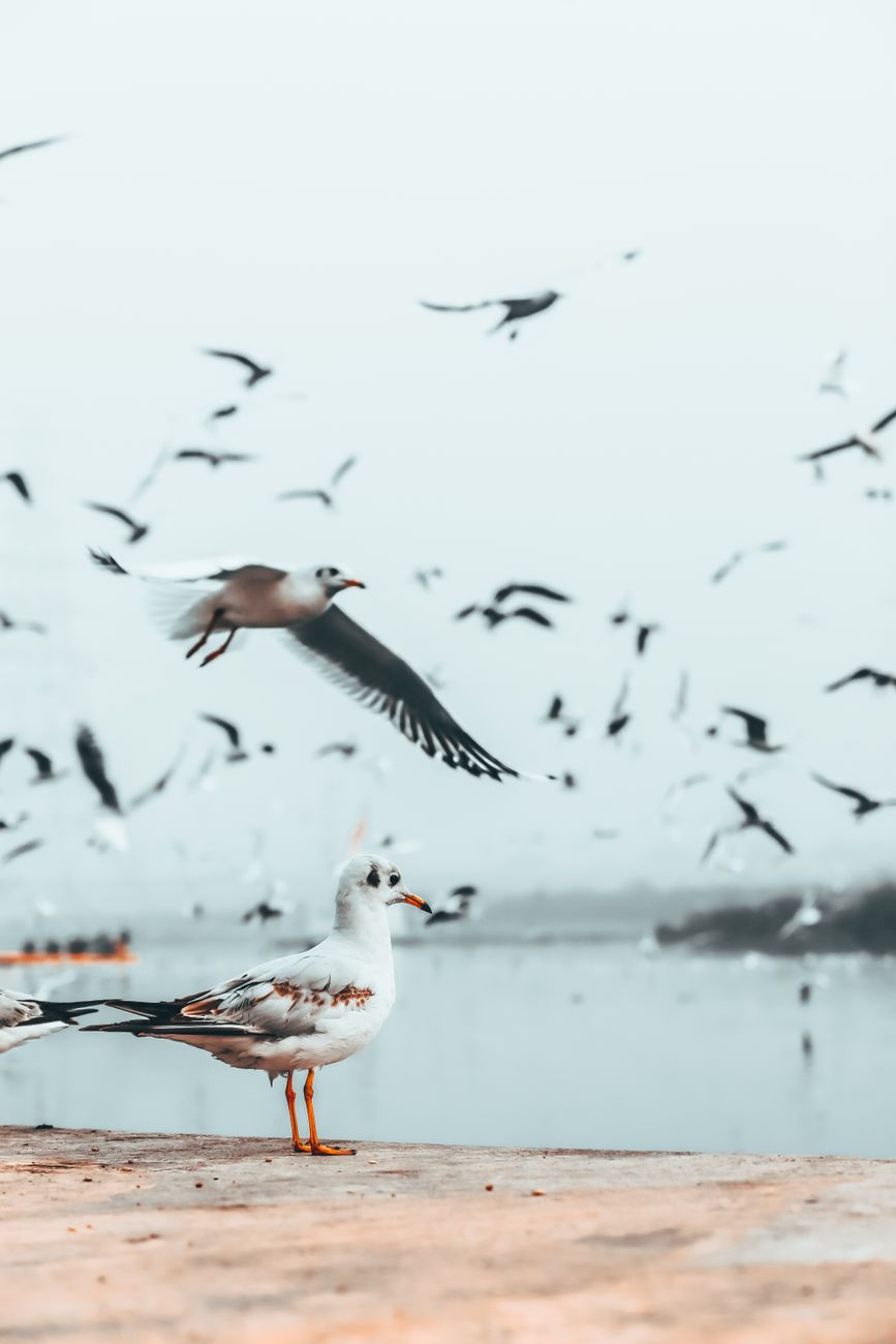 Side view of wild birds soaring over rippling sea water in overcast weather