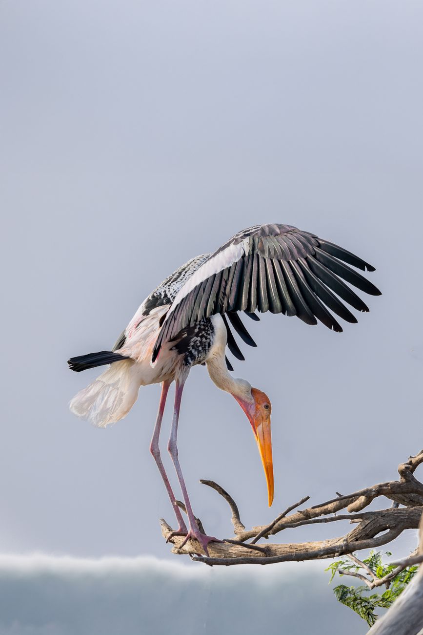 A painted stork perches gracefully on a branch in Andhra Pradesh, India.