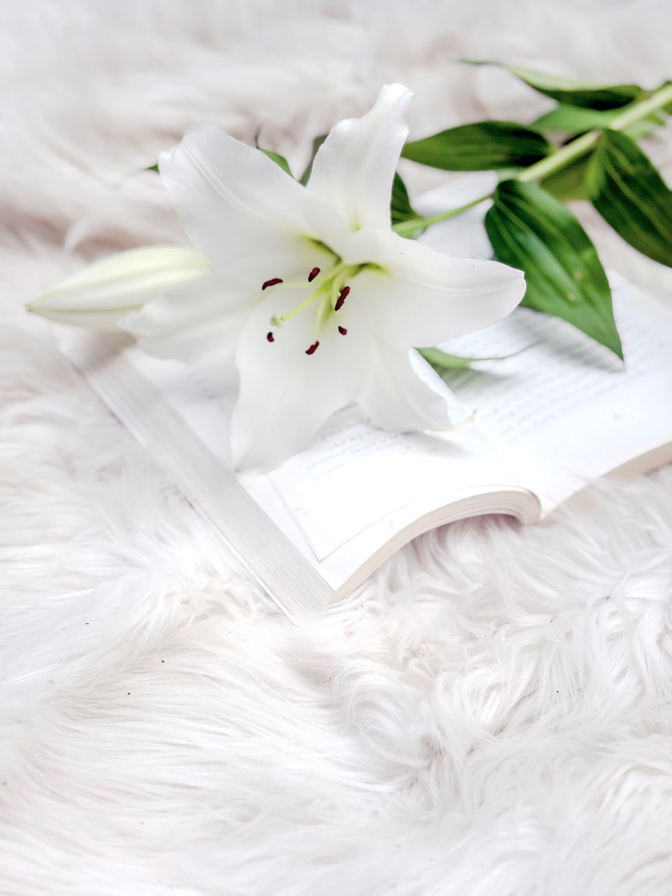 Elegant white lily placed on an open book with a soft, fluffy background.