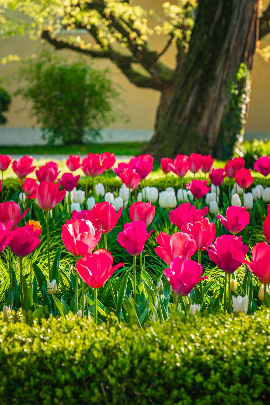 A colorful tulip garden in full bloom under the shade of a large tree during springtime.