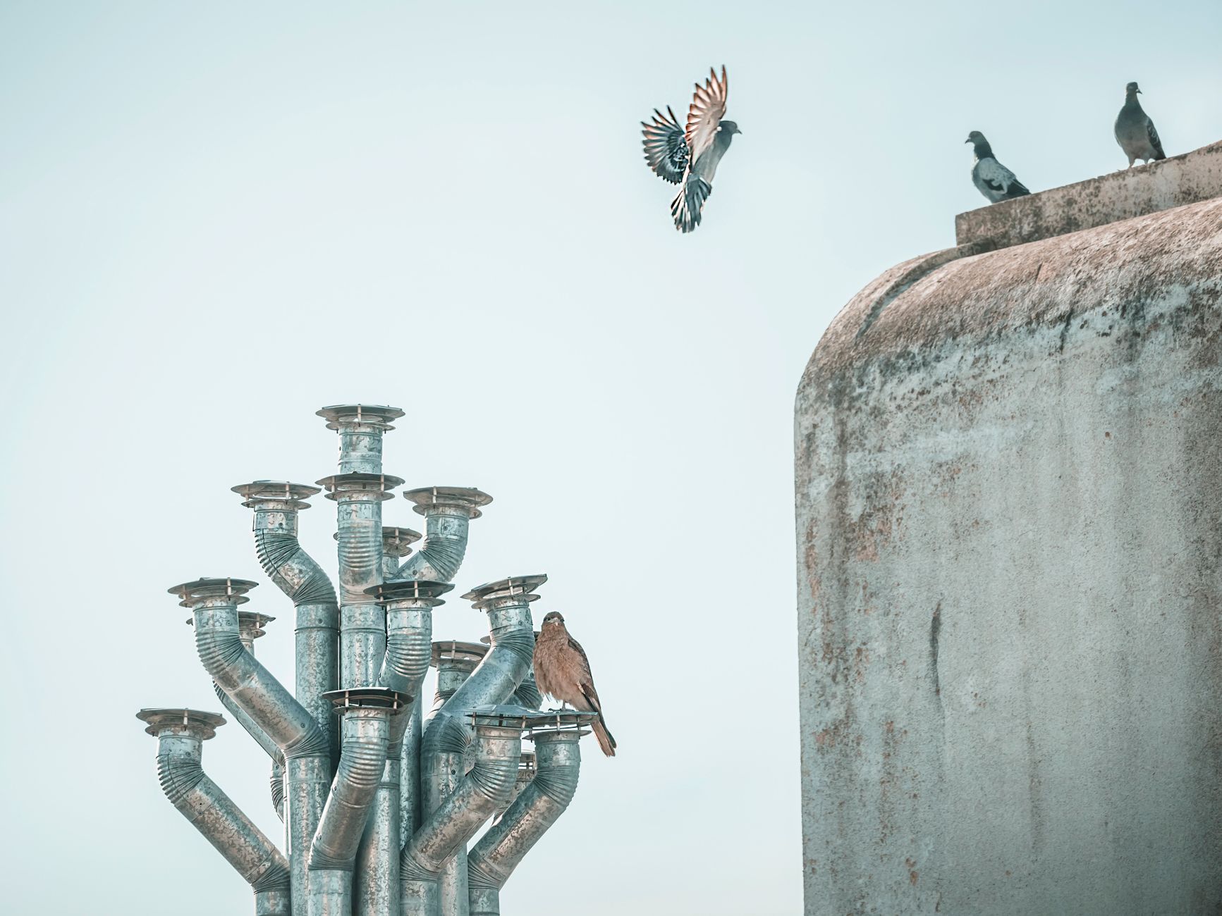 Pigeons perched and flying near a metal structure against a clear blue sky, capturing urban nature.