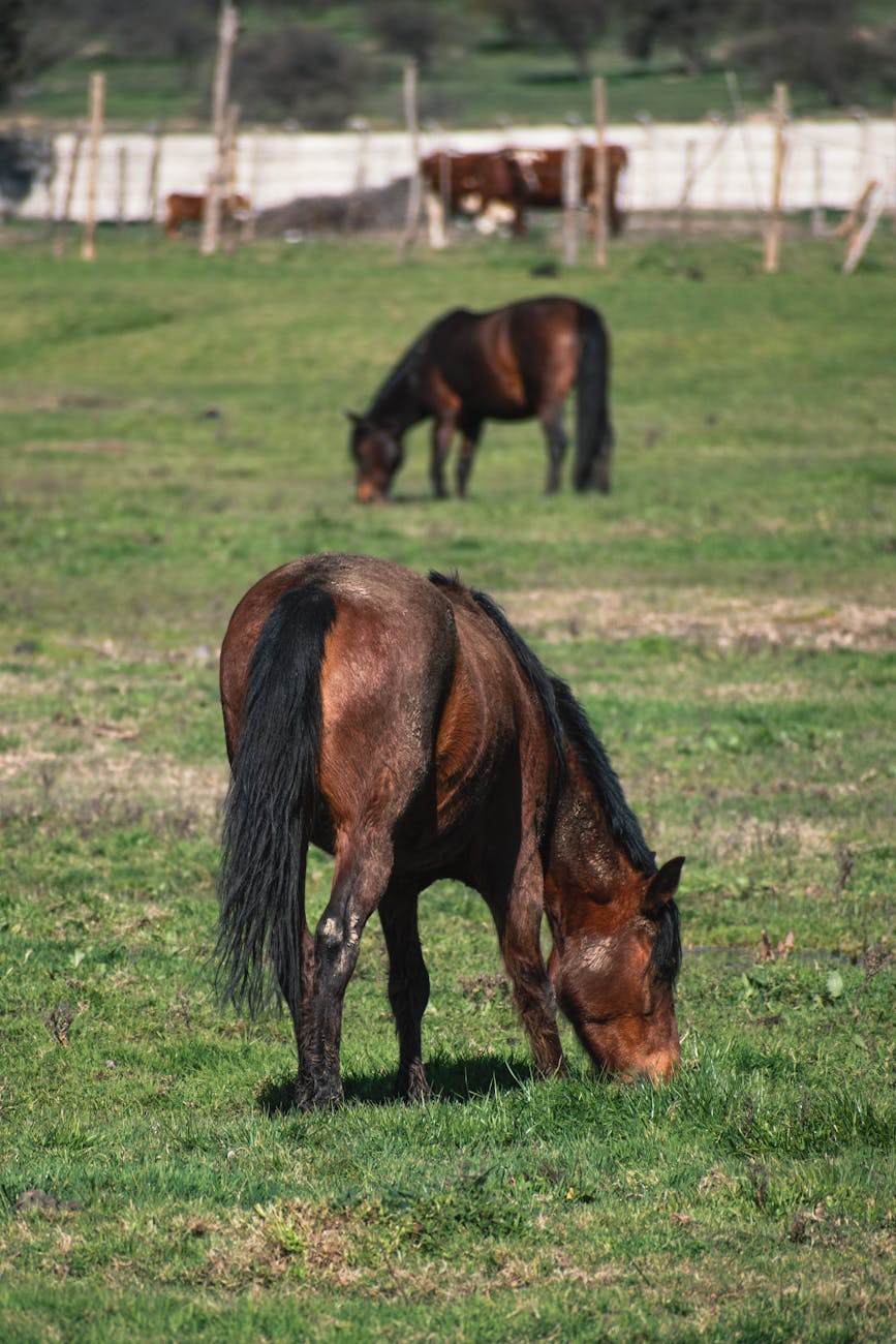 A tranquil scene of horses grazing peacefully in a green rural pasture.