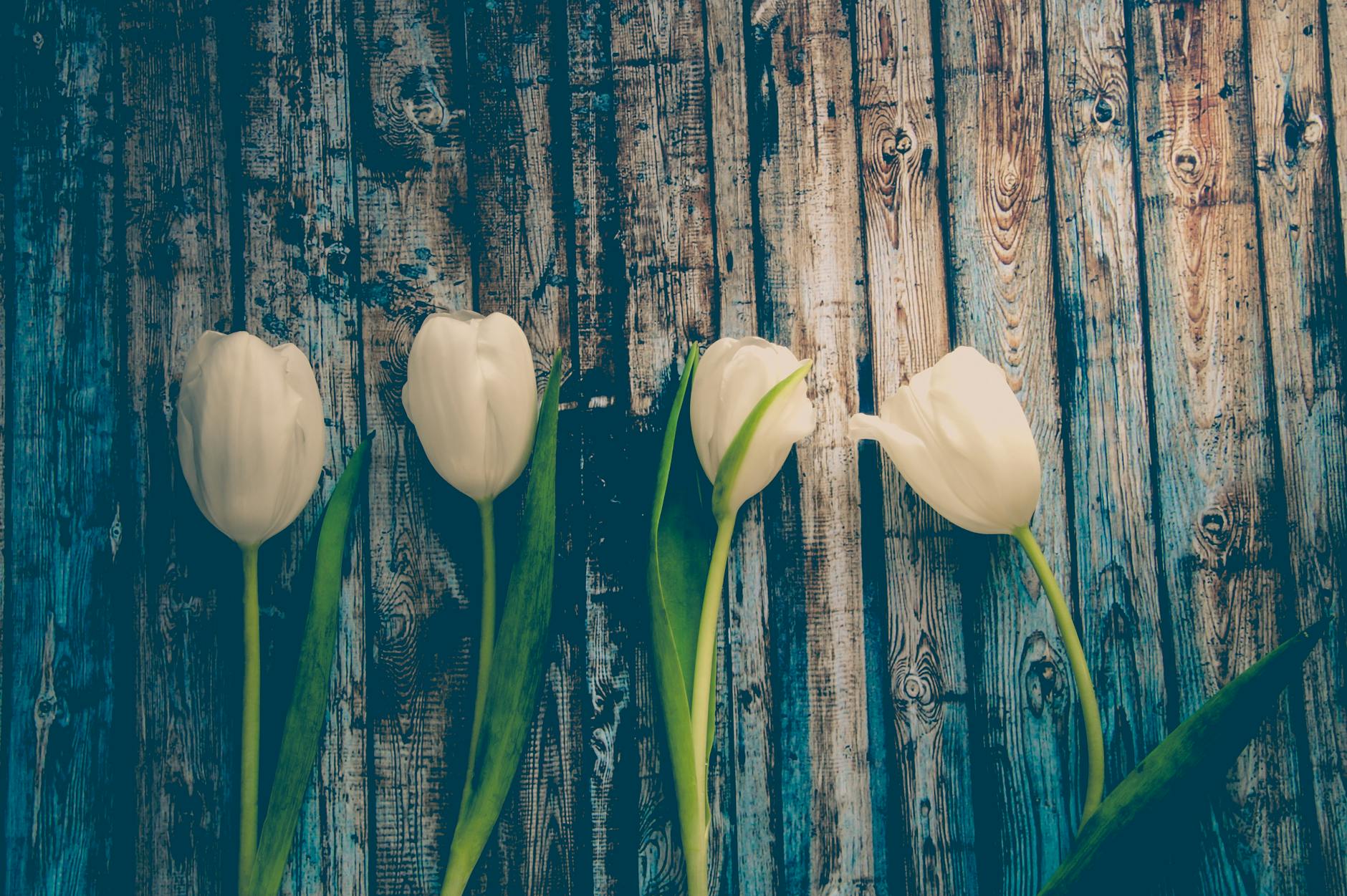 White tulips arranged against a rustic wooden texture, evoking a serene spring atmosphere.
