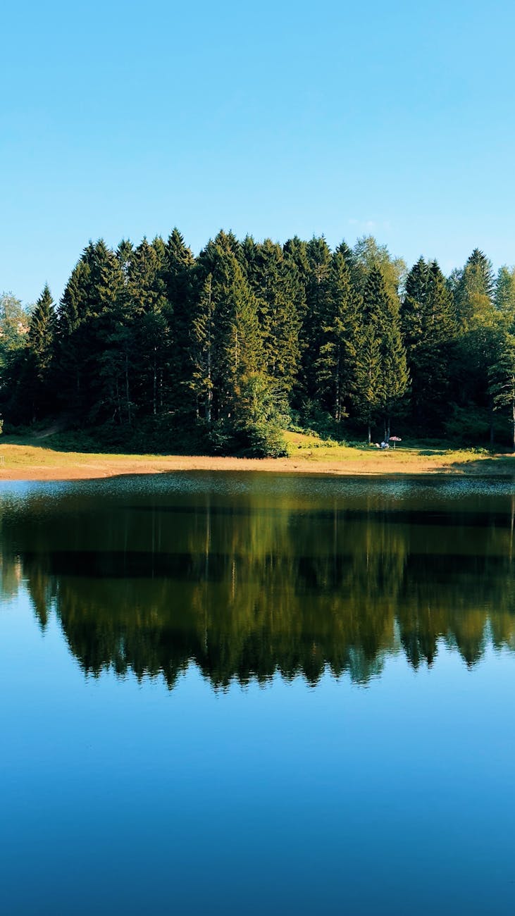 Tranquil forest reflected on a calm lake in Giresun, Türkiye under a clear blue sky.