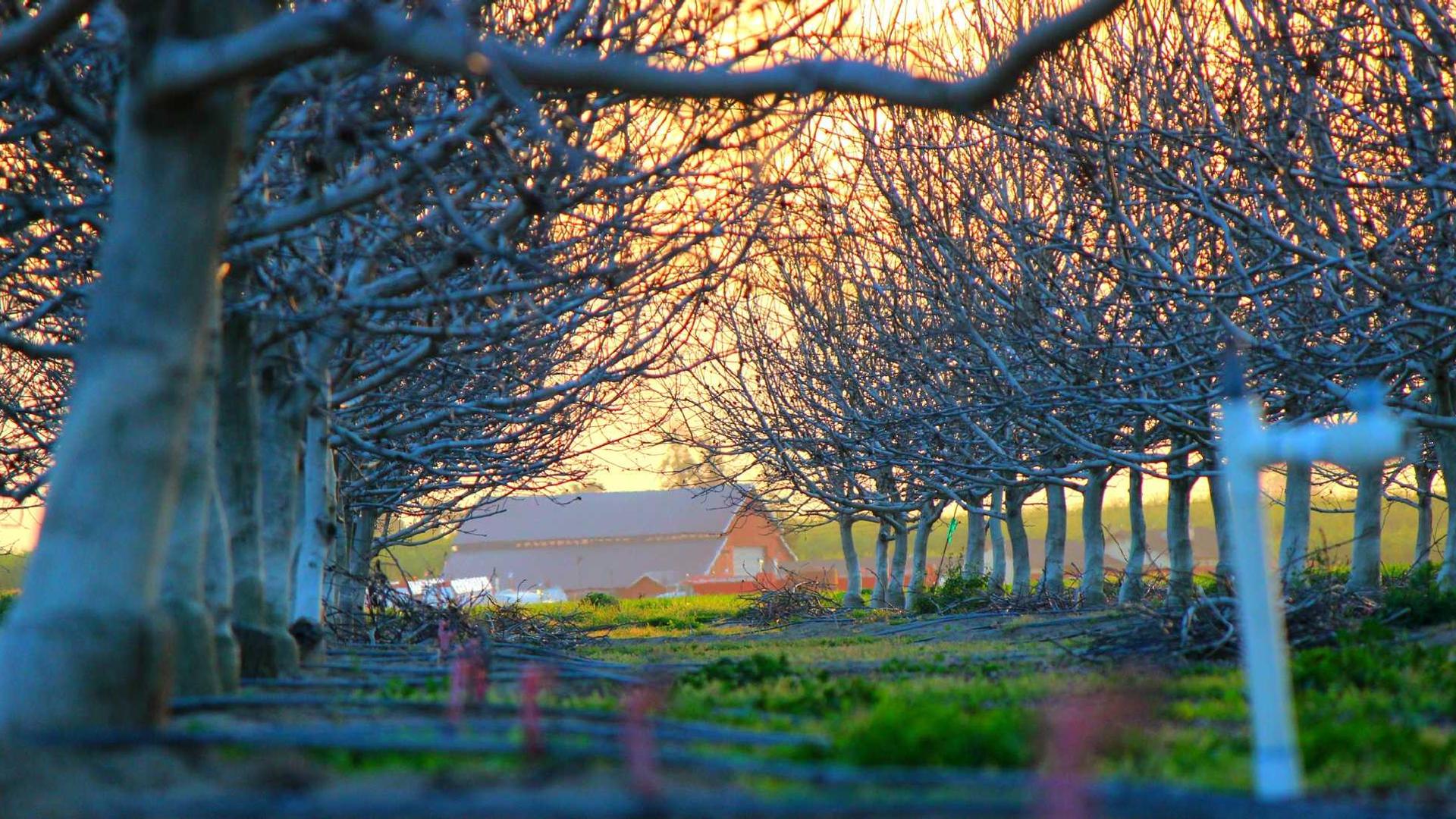 Random image from Lorem Picsum