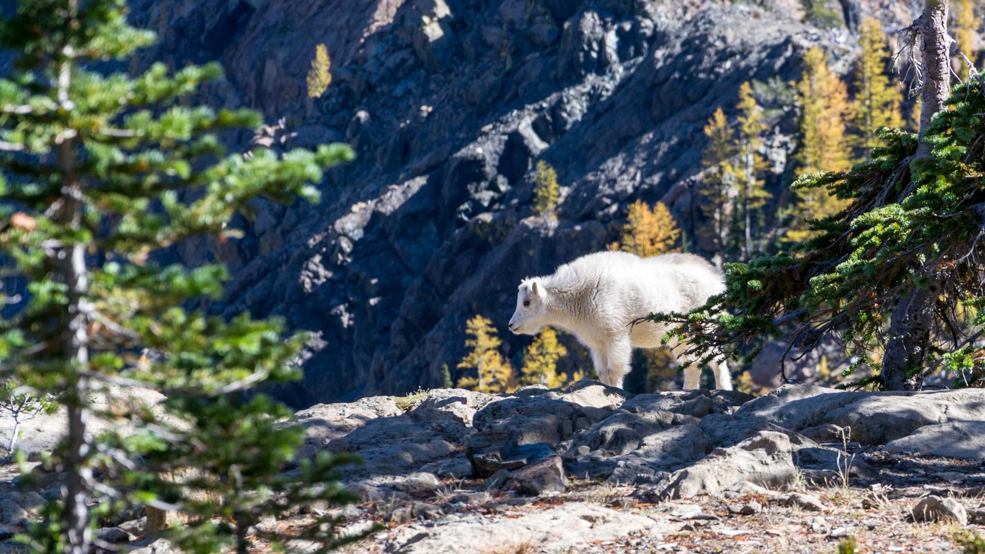 Random image from Lorem Picsum