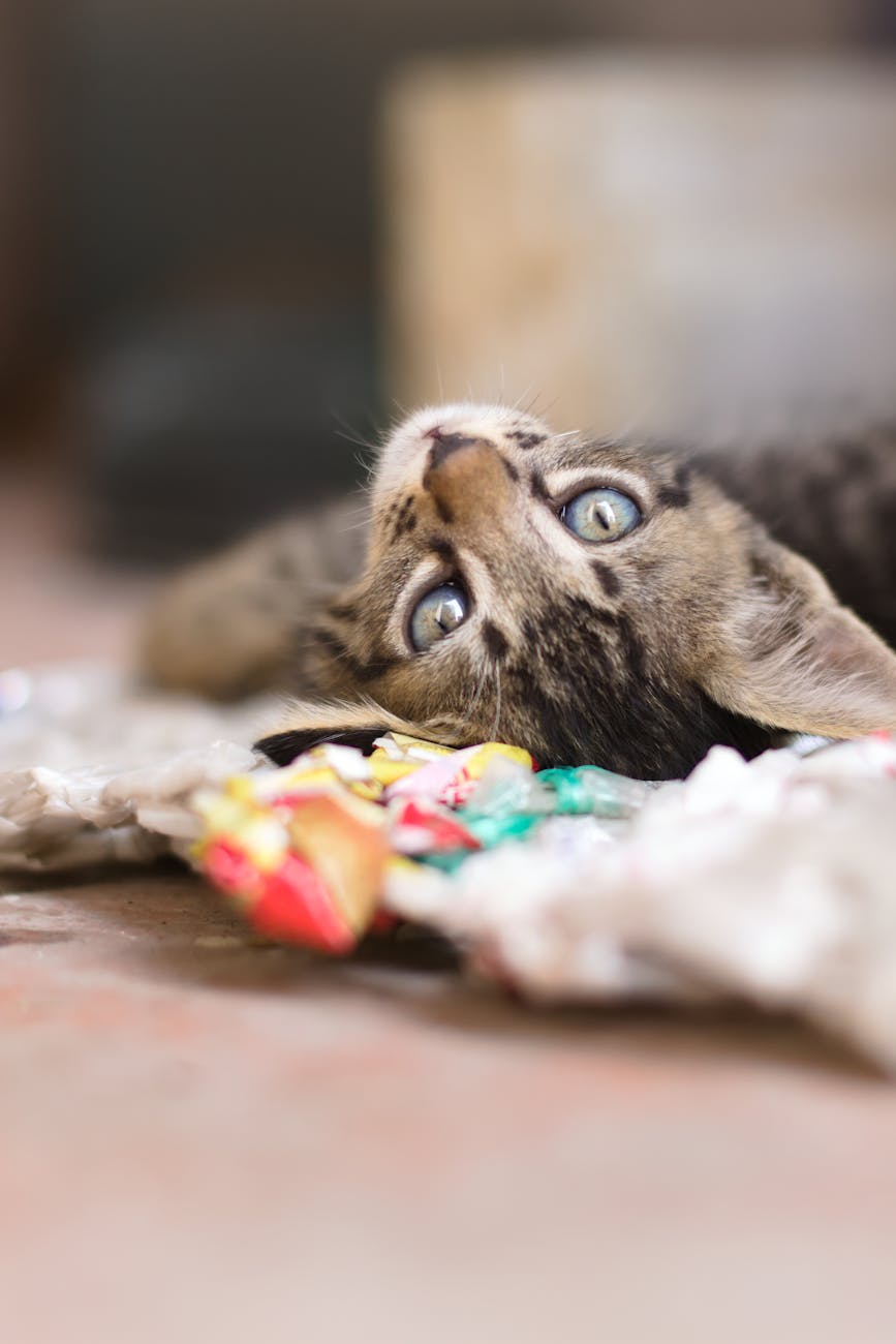 Adorable tabby kitten lying on a textured blanket, showcasing curious eyes and a relaxed demeanor.