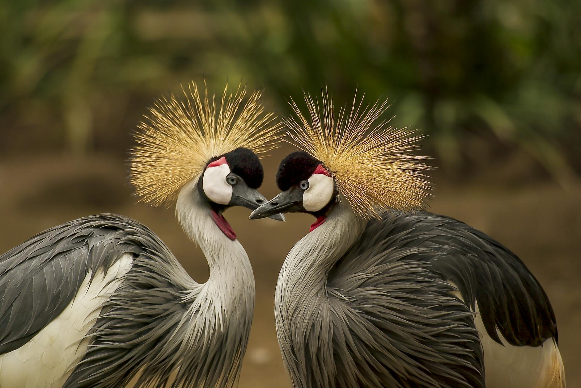 A close-up of two grey crowned cranes displaying elegant plumage in a natural setting.