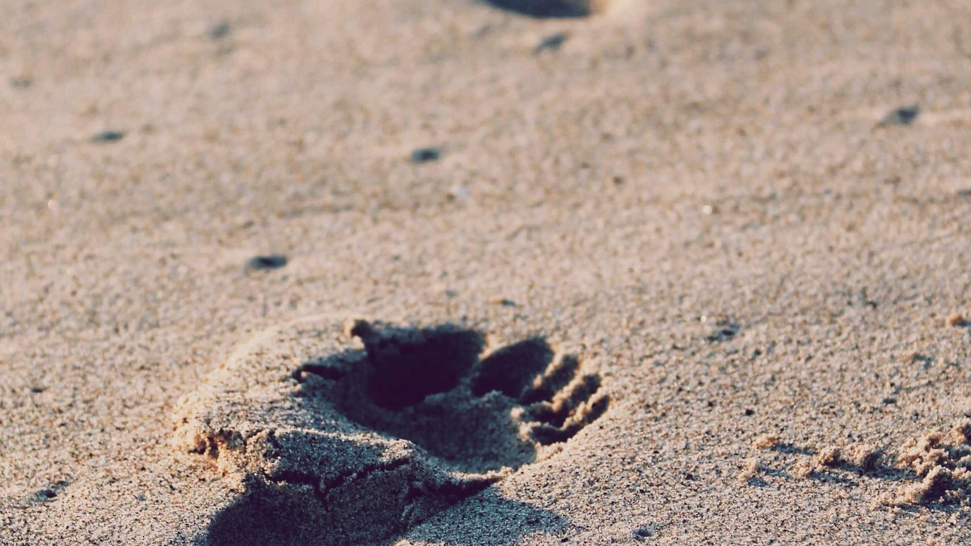 Random image from Lorem Picsum