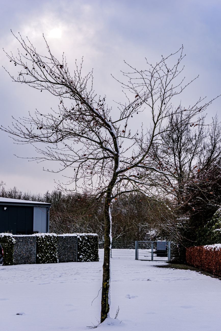 A solitary tree stands in a snowy backyard, capturing the stillness of winter.