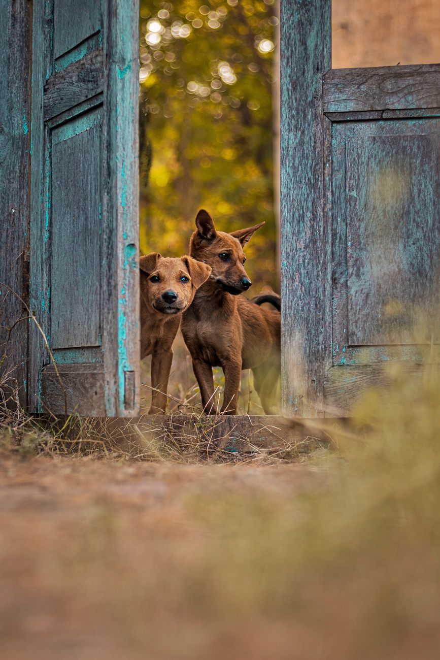Two brown puppies peek through a rustic wooden door, set against a natural background.