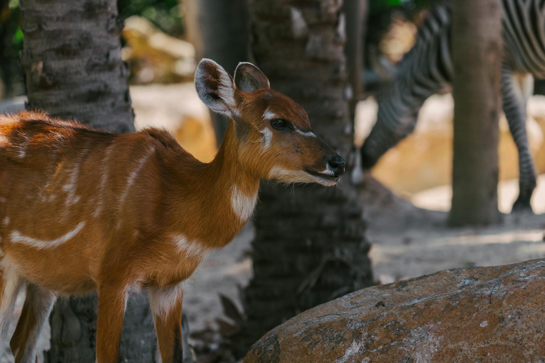 Close-up of a sitatunga antelope in its natural habitat, with zebra in the background.