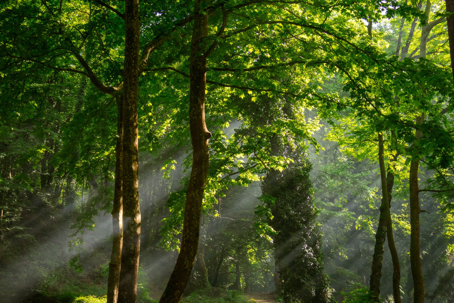 Serene forest scene with sunlight filtering through lush green trees, creating a peaceful natural ambiance.