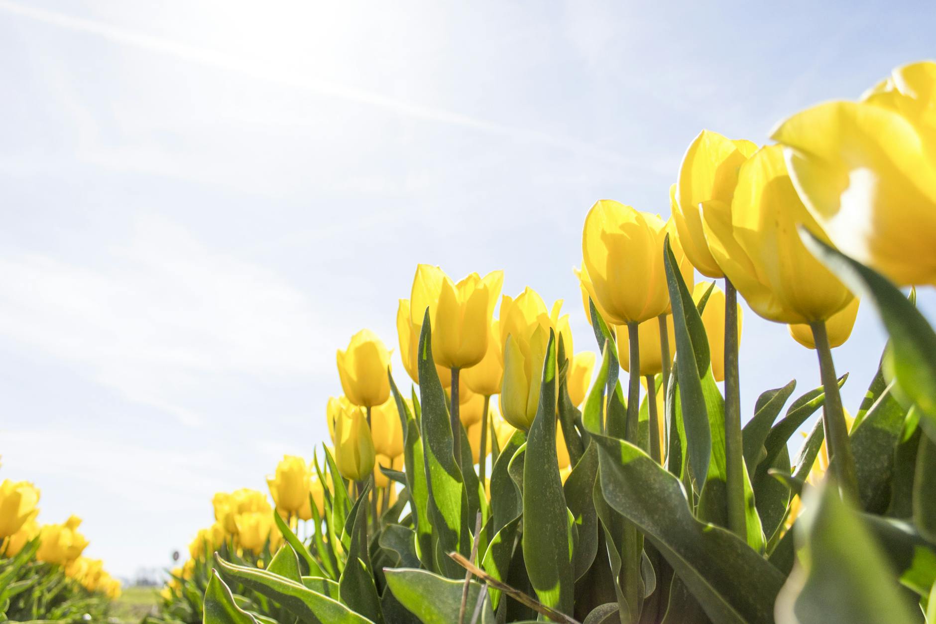 A stunning field of yellow tulips illuminated by sunlight against a clear sky.