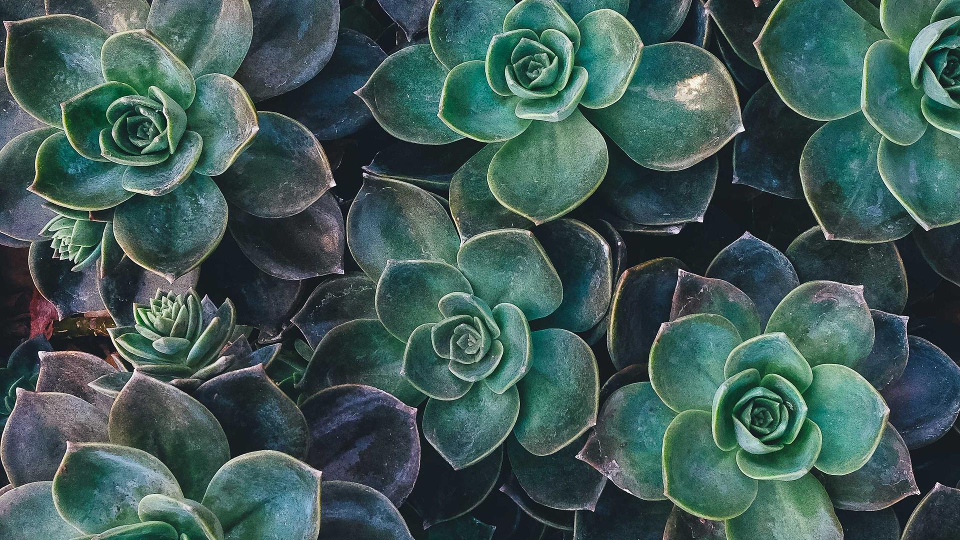 Random image from Lorem Picsum