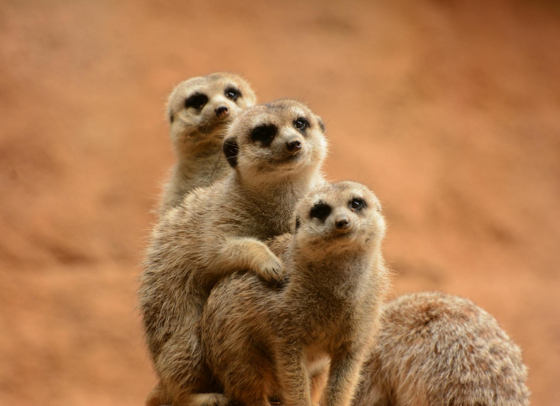 Adorable meerkats posing together in a natural outdoor setting, showcasing their playful behavior.
