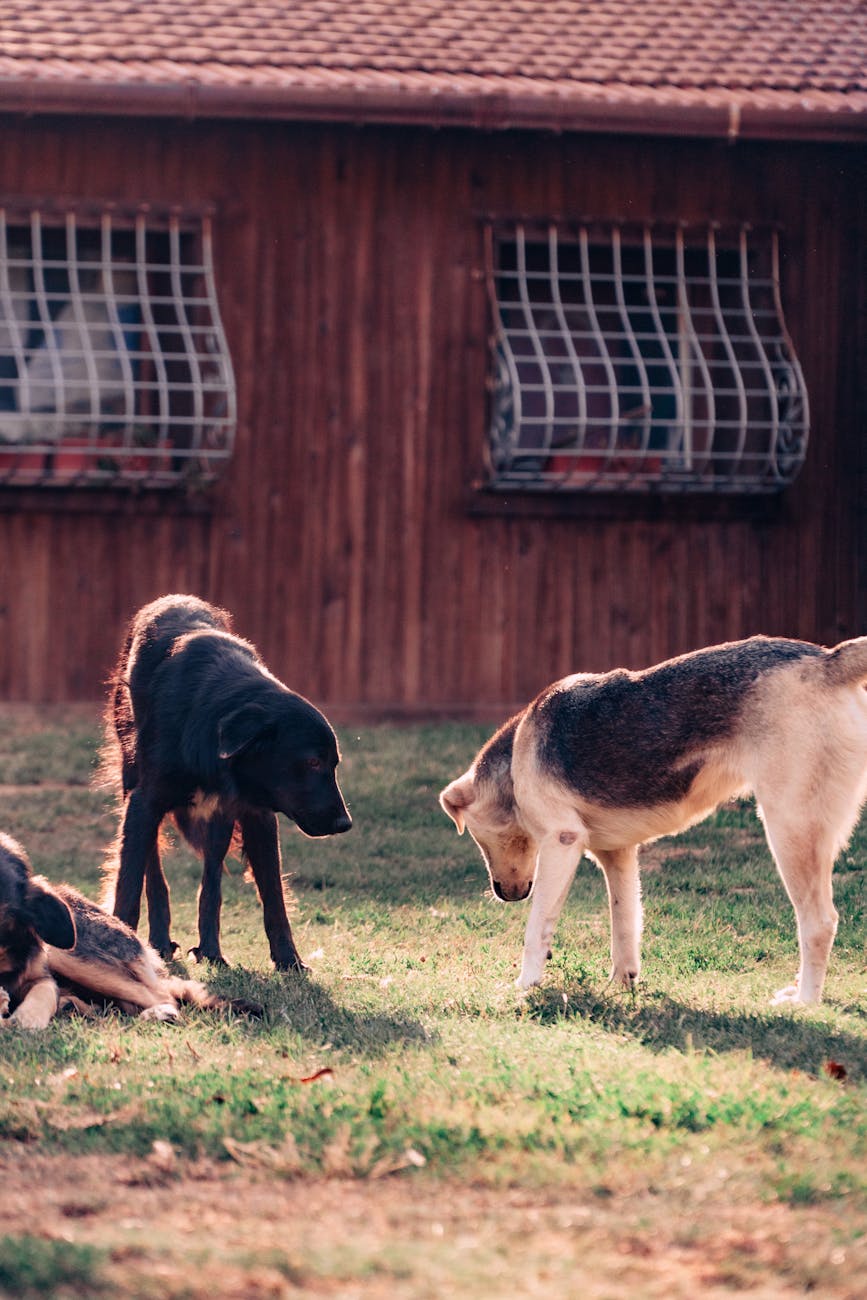 A group of dogs in a sunny backyard with green grass and a wooden house in the background.
