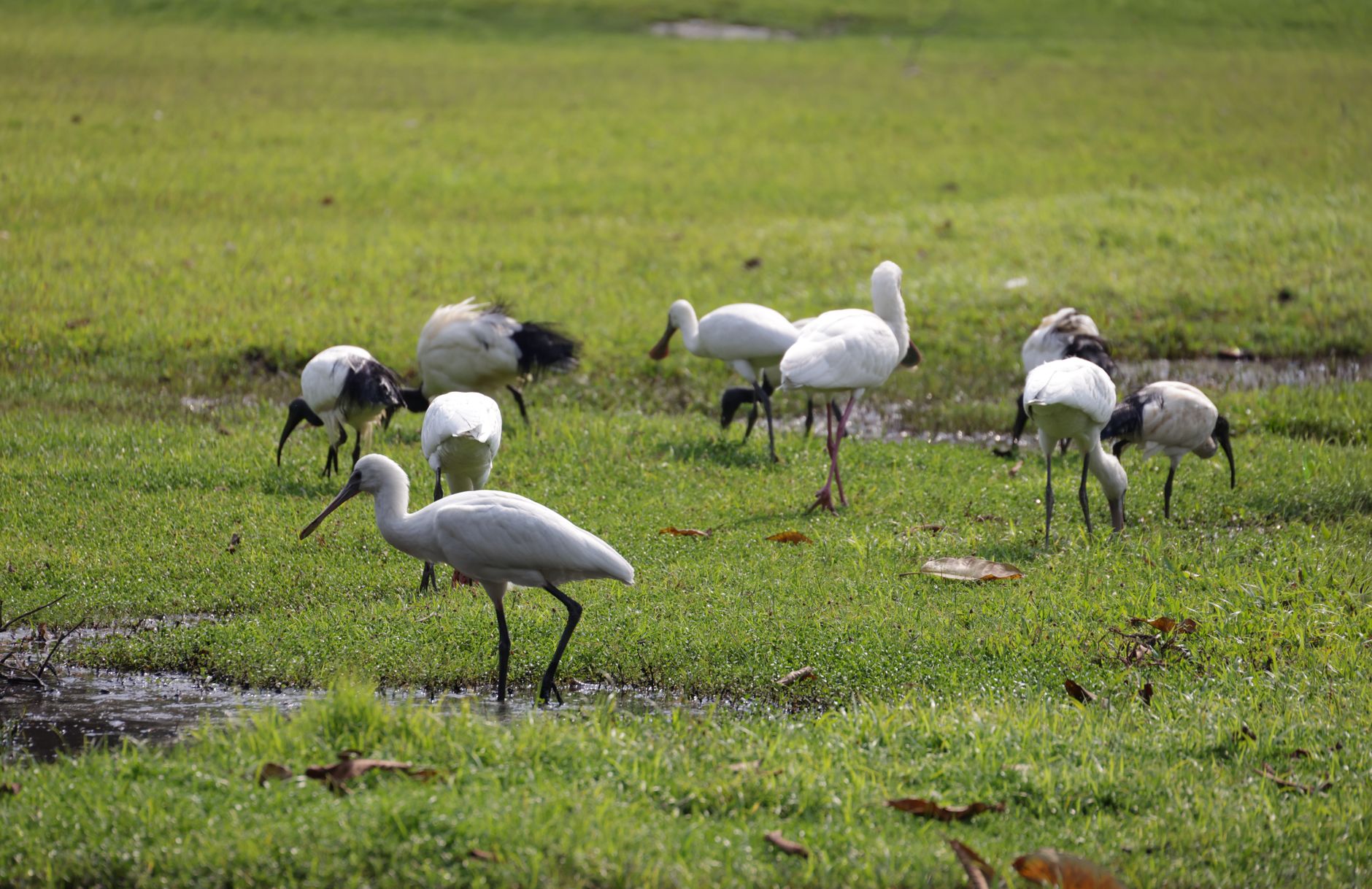 A group of ibis birds feeding on a grassy field, showcasing their natural behavior.