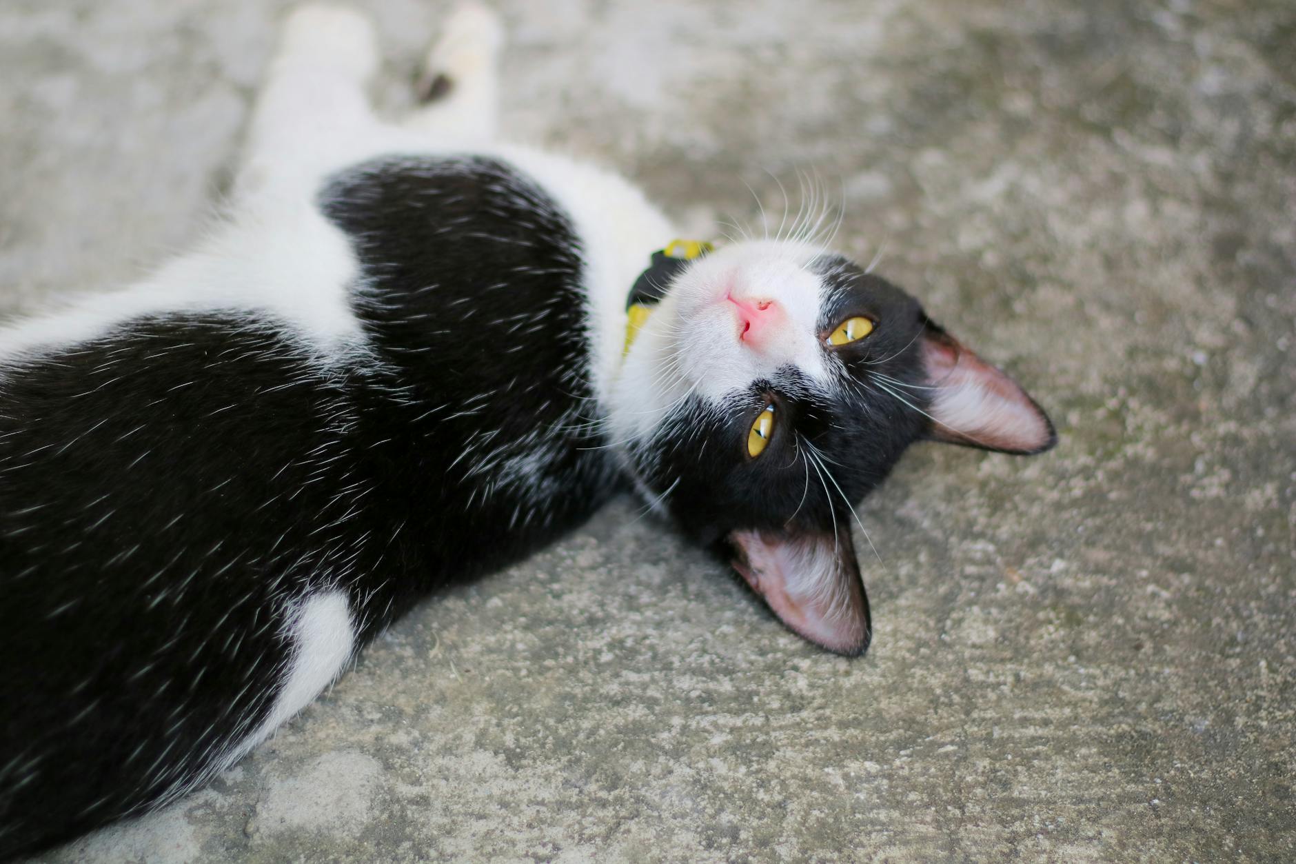 A charming black and white cat lies relaxed on a concrete floor, looking up.