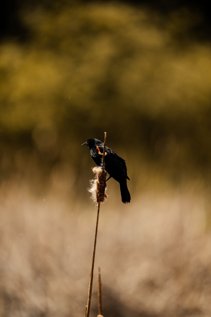 A blackbird sits on a reed against a blurred natural backdrop.