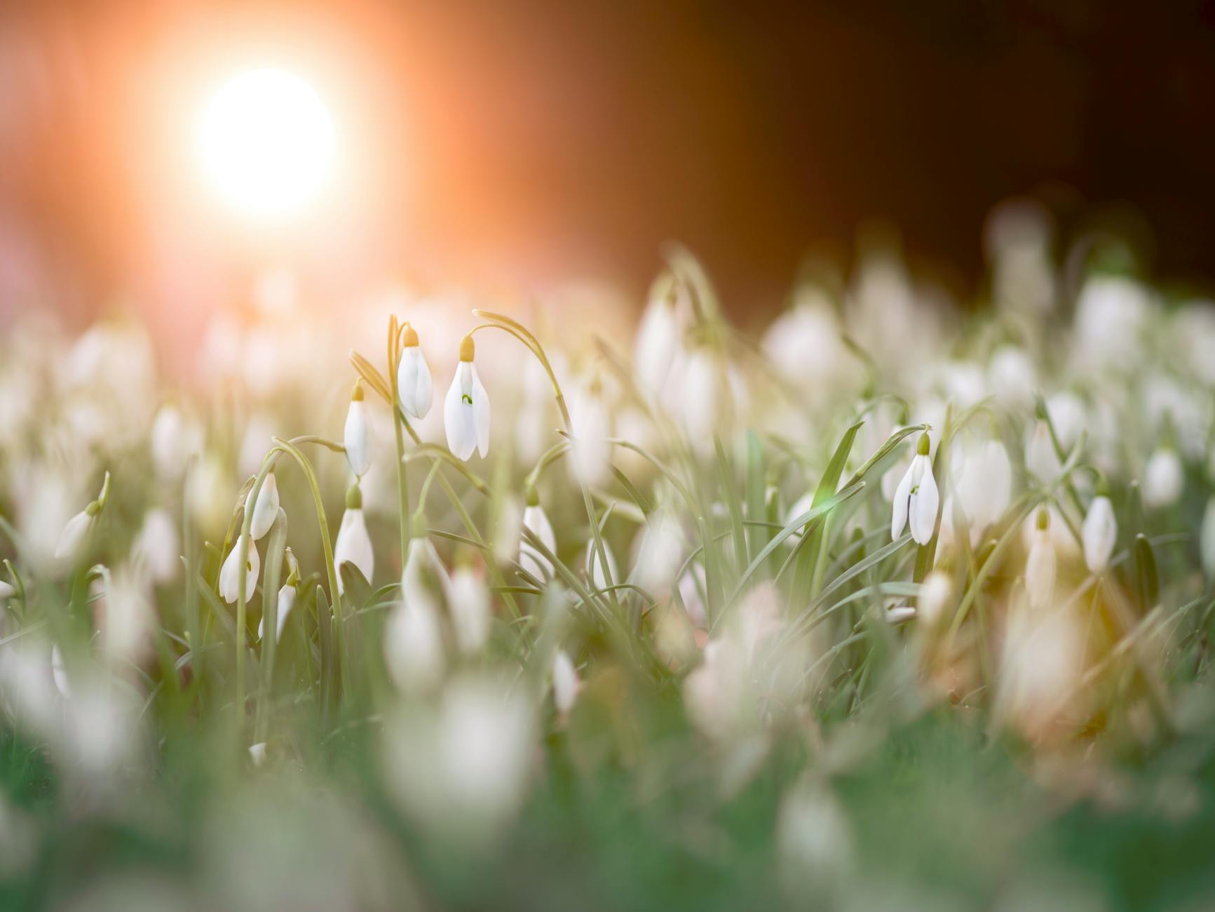 A serene field of snowdrops with the warm glow of sunrise, capturing the essence of spring in nature.
