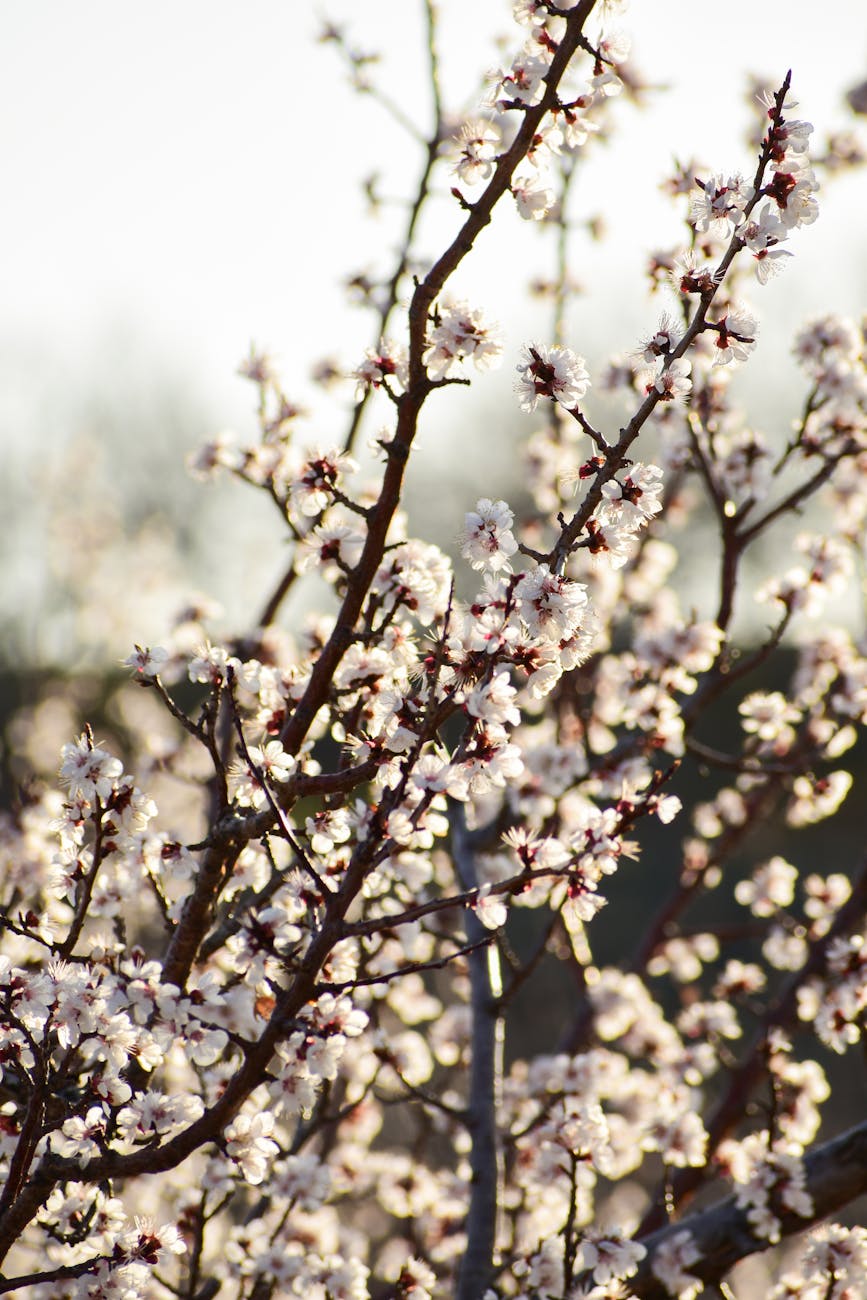 Close-up of white flowers blooming on tree branches, signifying spring's arrival with vibrant natural beauty.