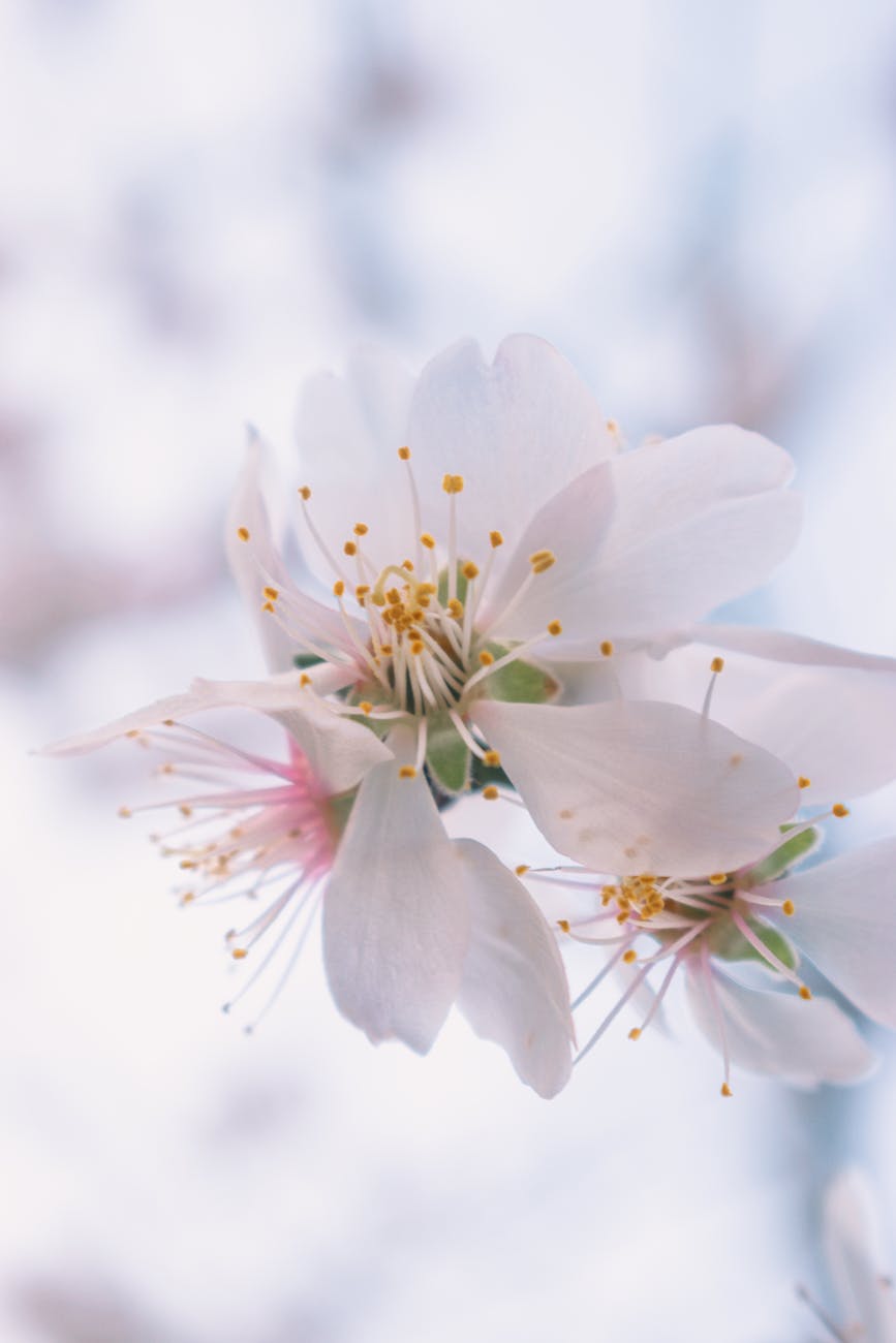 Close-up of delicate white flowers capturing the essence of spring.