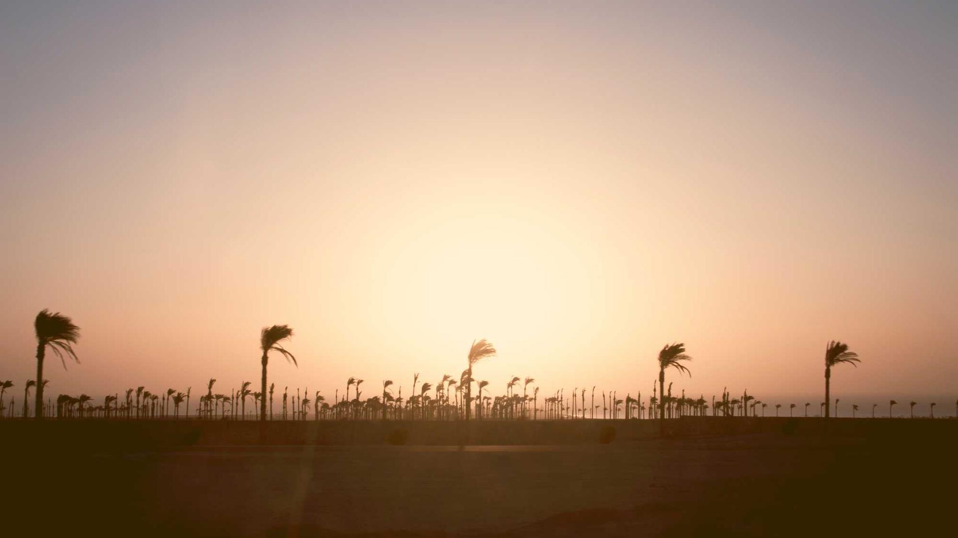 Random image from Lorem Picsum