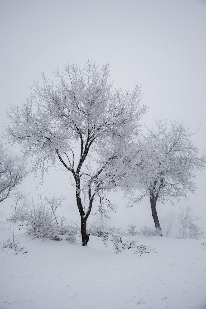 Beautiful winter scene with snow-laden trees in a tranquil setting.