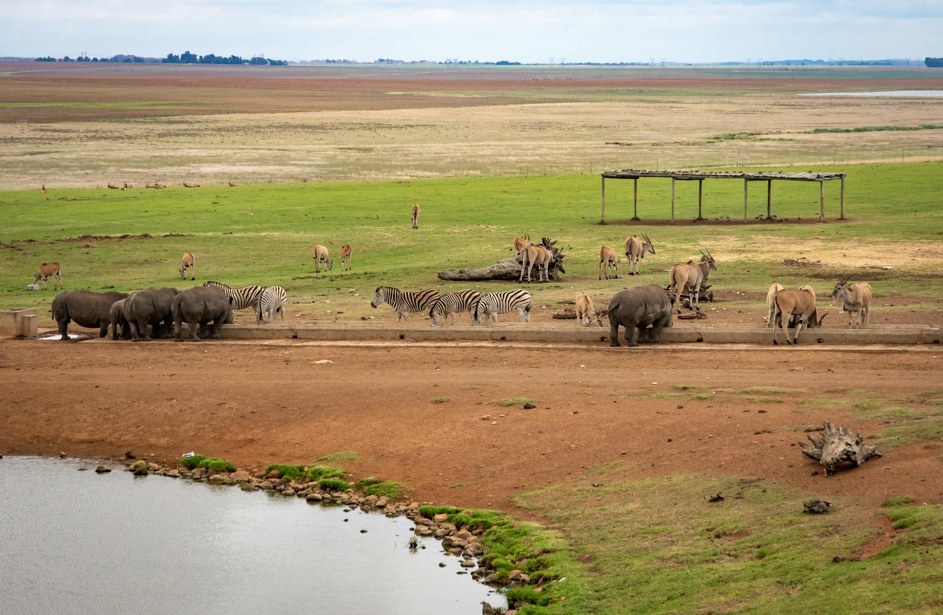 A diverse group of African wildlife including rhinos and zebras gather at a savannah waterhole.