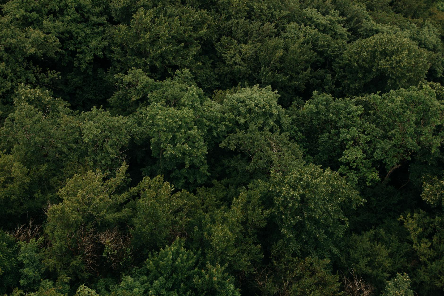 Aerial view of a vibrant green forest canopy showcasing lush trees in summer.