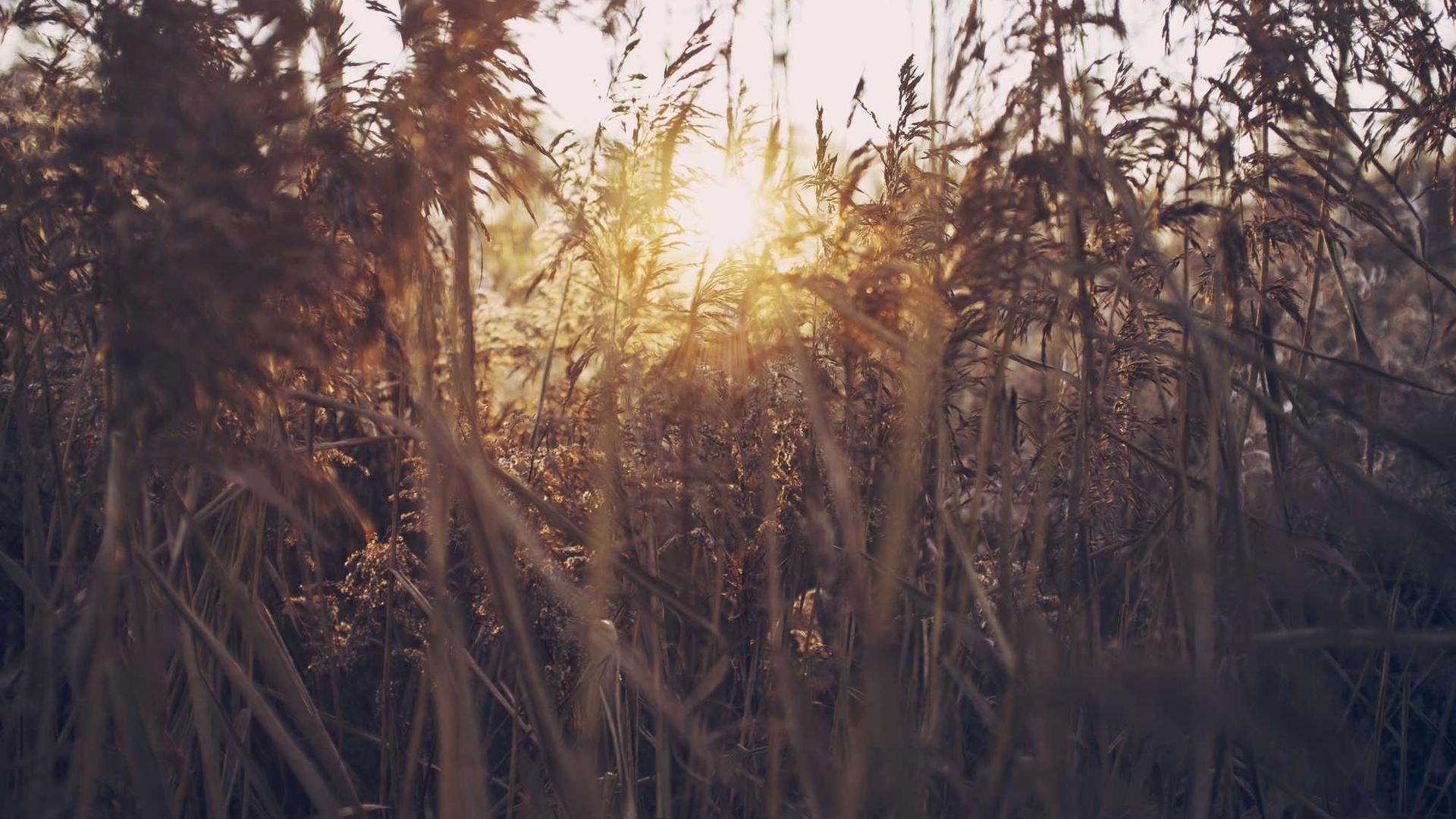 Random image from Lorem Picsum