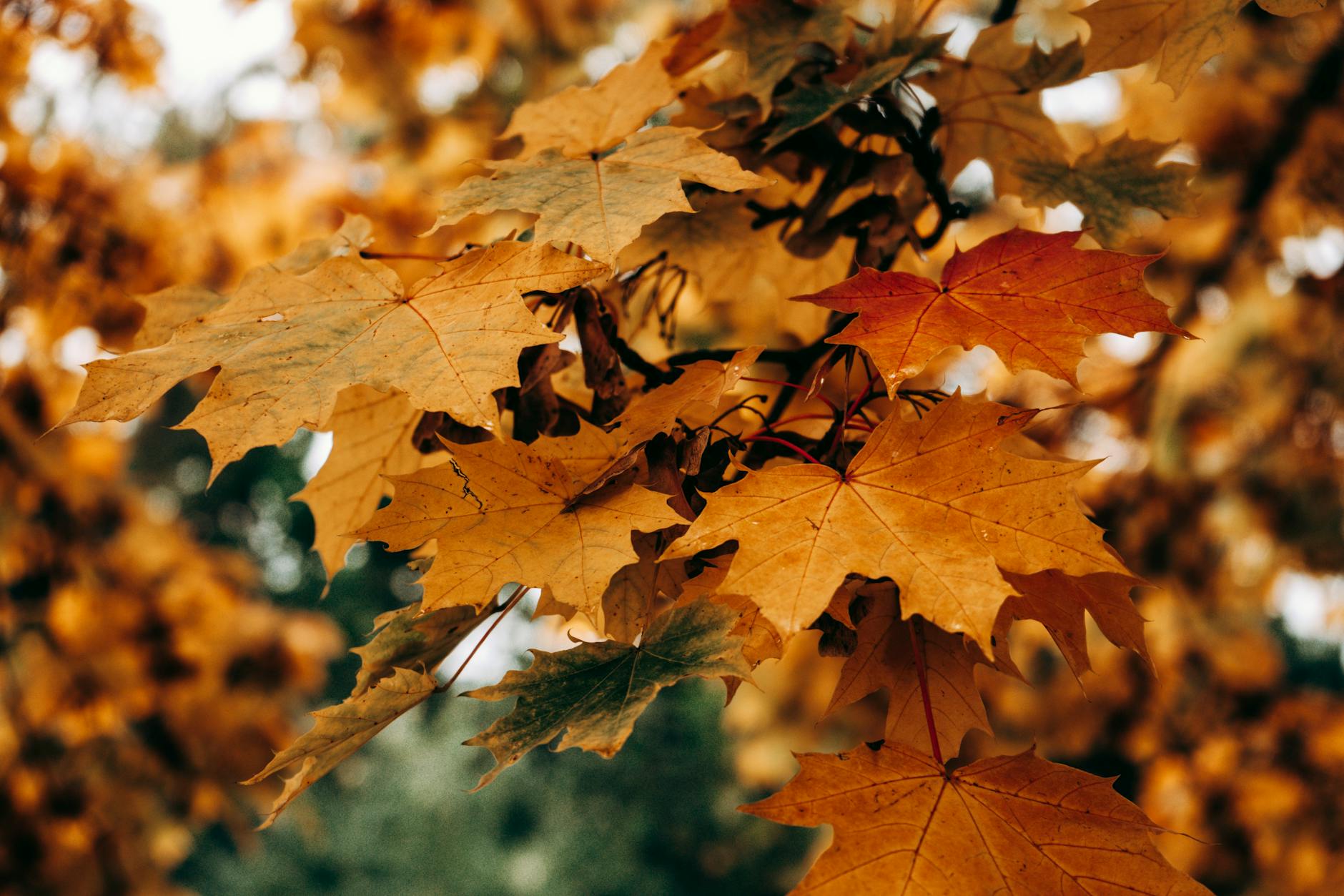Vibrant autumn maple leaves in focus against a soft, blurred background.