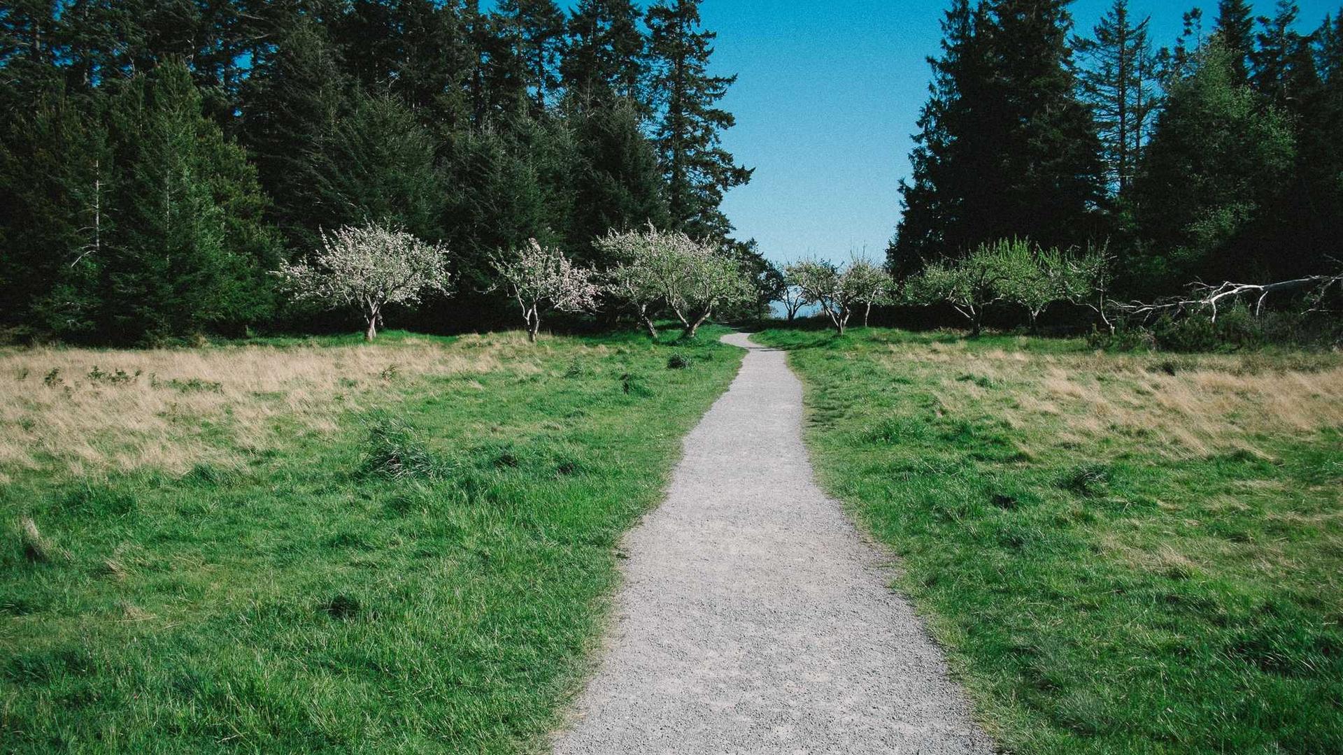 Random image from Lorem Picsum