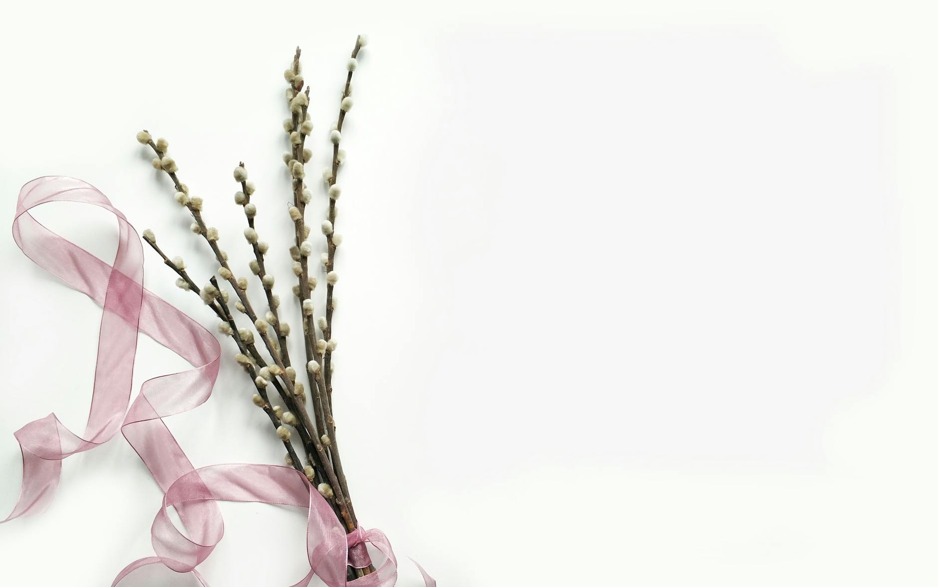 Photograph of pussy willow branches tied with a pink ribbon on a white background.
