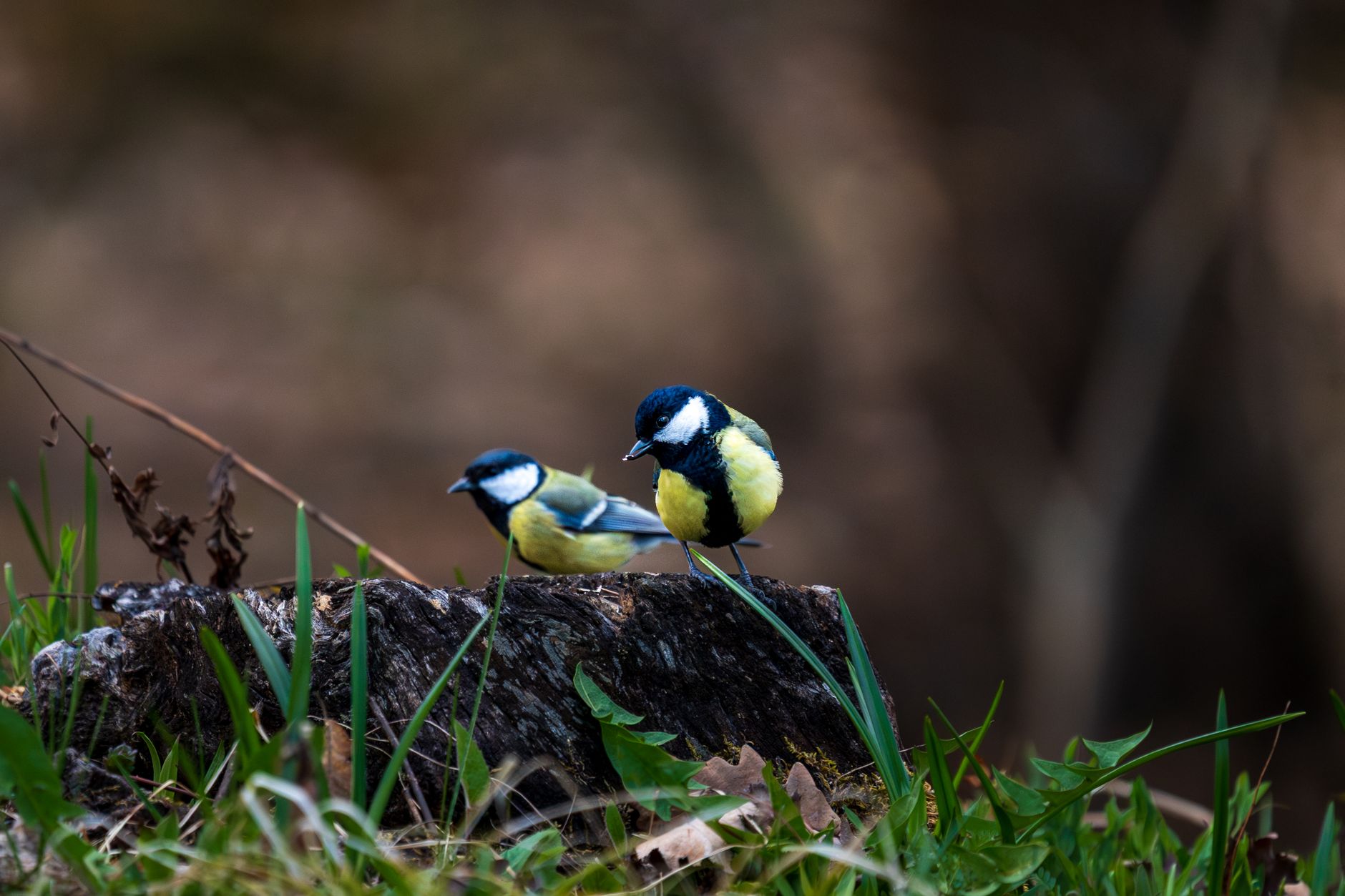 Two great tits perched on a forest log, showcasing vibrant yellow and black plumage in a natural setting.