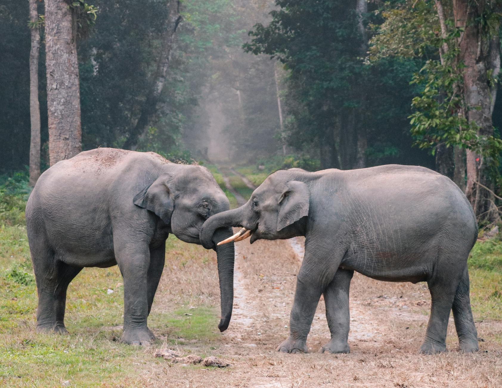 Two Asian elephants playfully locking trunks on a forest path in natural habitat.
