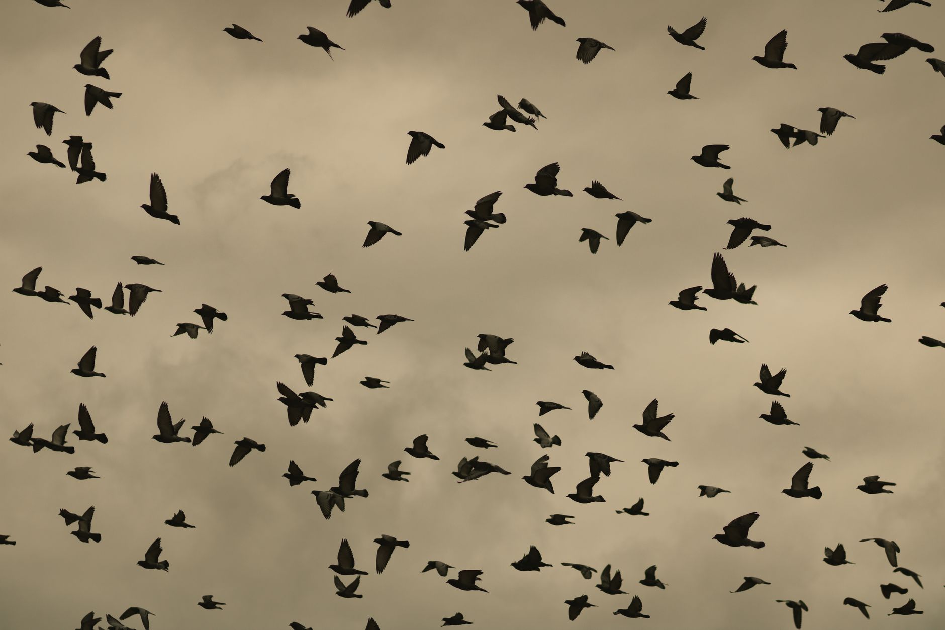 A large flock of birds flying against a cloudy sky, showcasing the beauty of wildlife in motion.