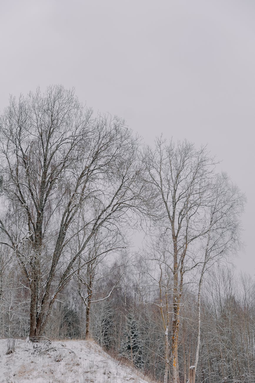 Serene winter scene showcasing snow-laden trees on a gentle hill under a cloudy sky.