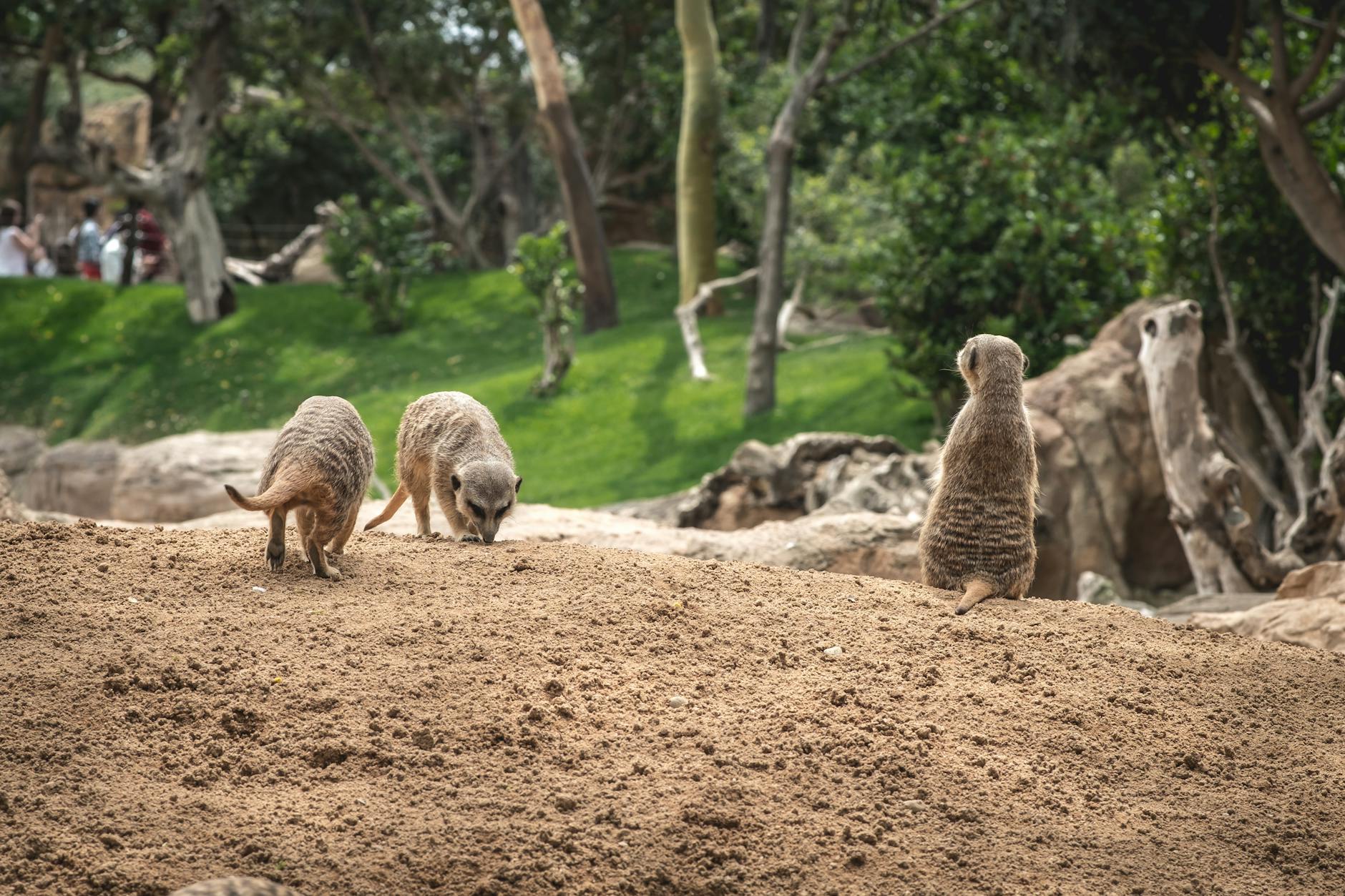 Three meerkats in their natural habitat, exploring and standing alert on a sandy terrain.