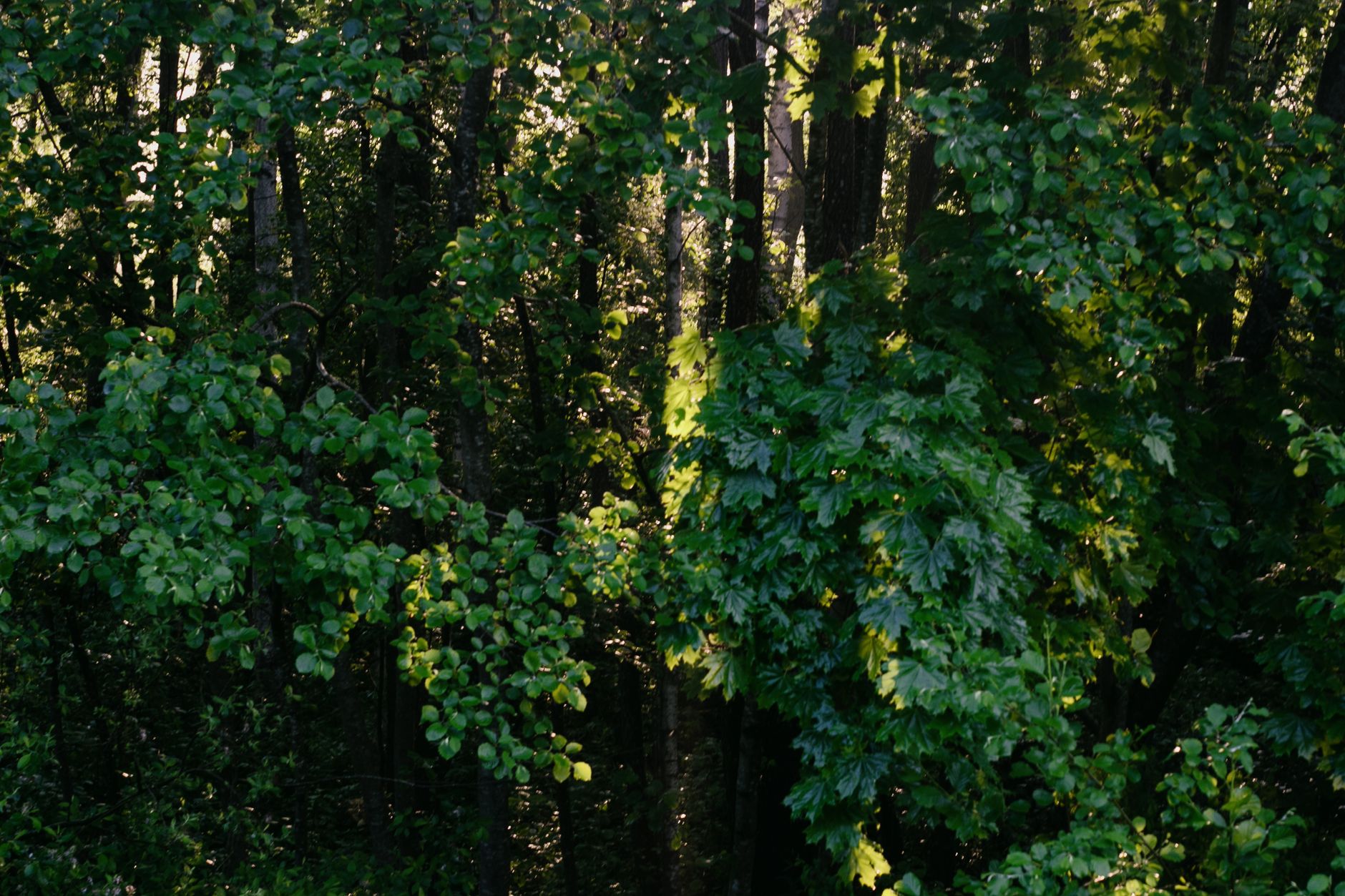 Capture of vibrant green foliage in a forest with sunlight streaming through the trees.