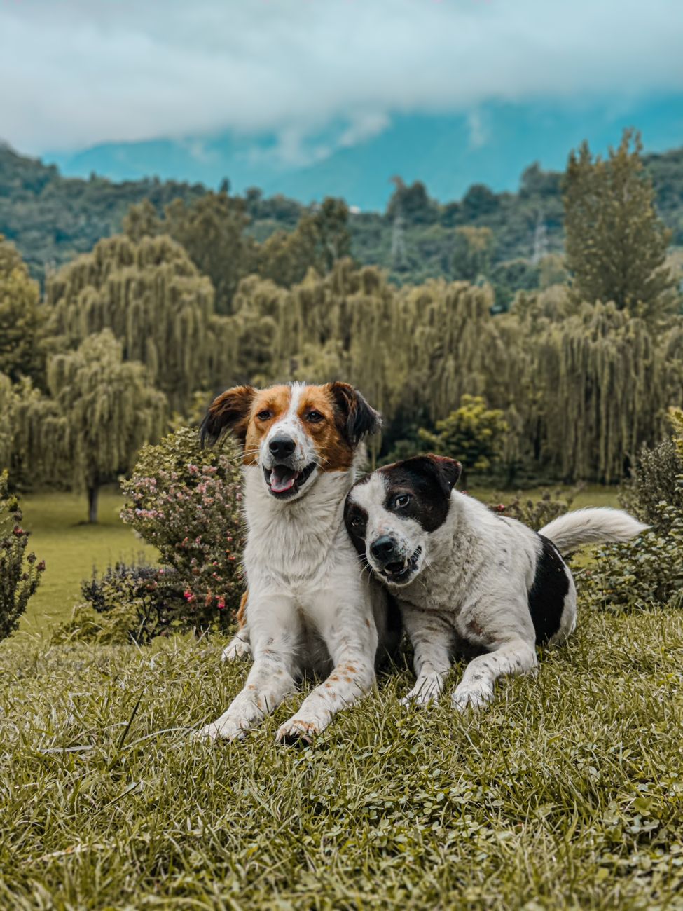 Two cheerful dogs resting on grass in a picturesque forest setting under a bright sky.