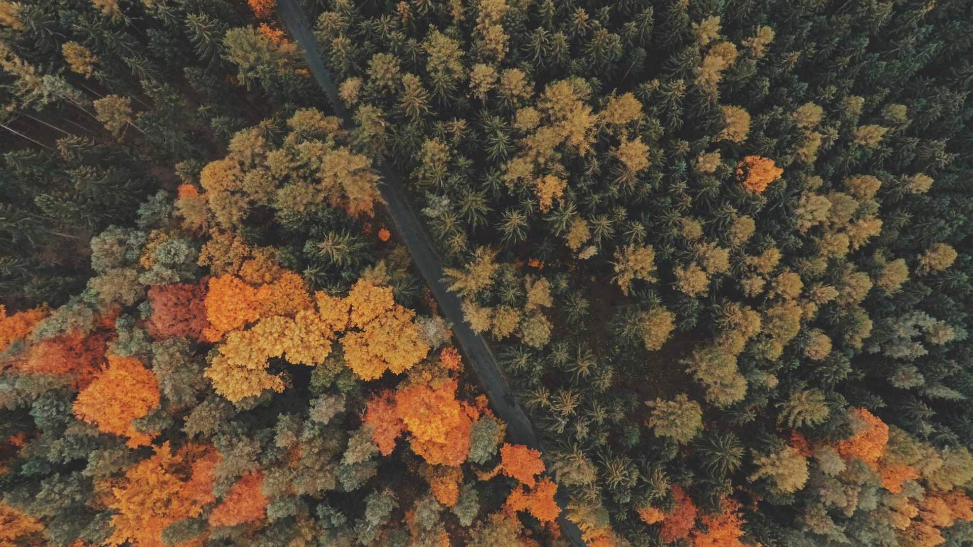 Random image from Lorem Picsum