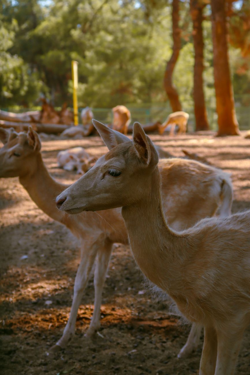 A group of fallow deer in a tranquil forest with soft sunlight filtering through the trees.