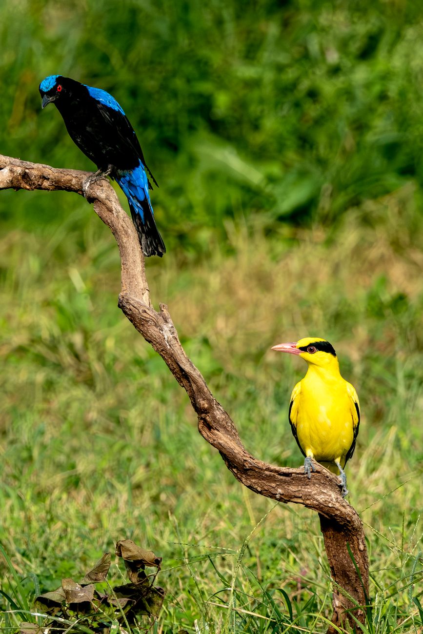 Colorful birds perched on a branch against a lush green outdoor background, showcasing vibrant feathers.