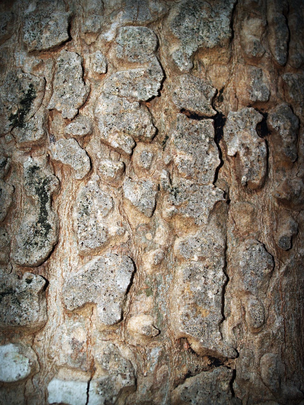 Detailed close-up photo of textured, rough tree bark with earthy tones.