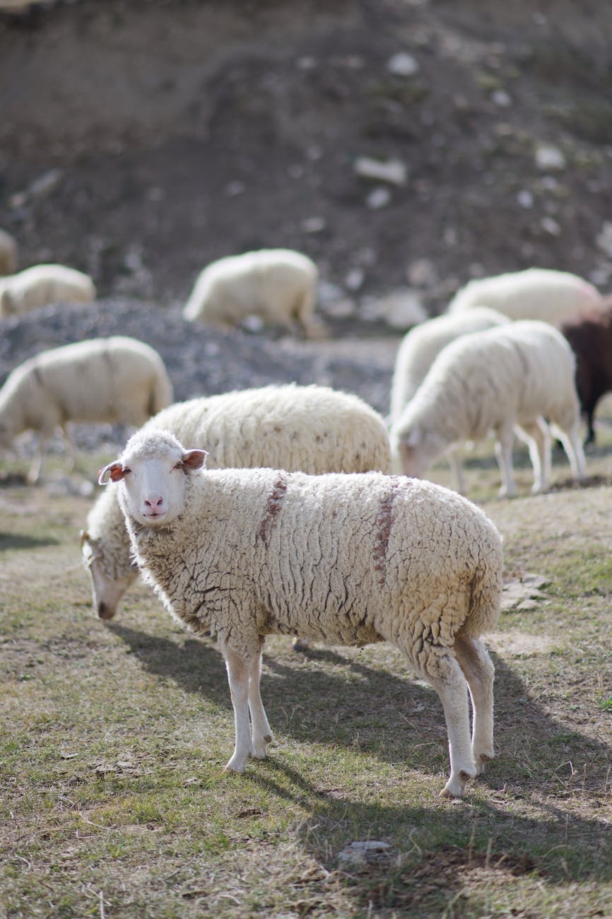 A peaceful flock of sheep grazing in an open pasture under daylight.