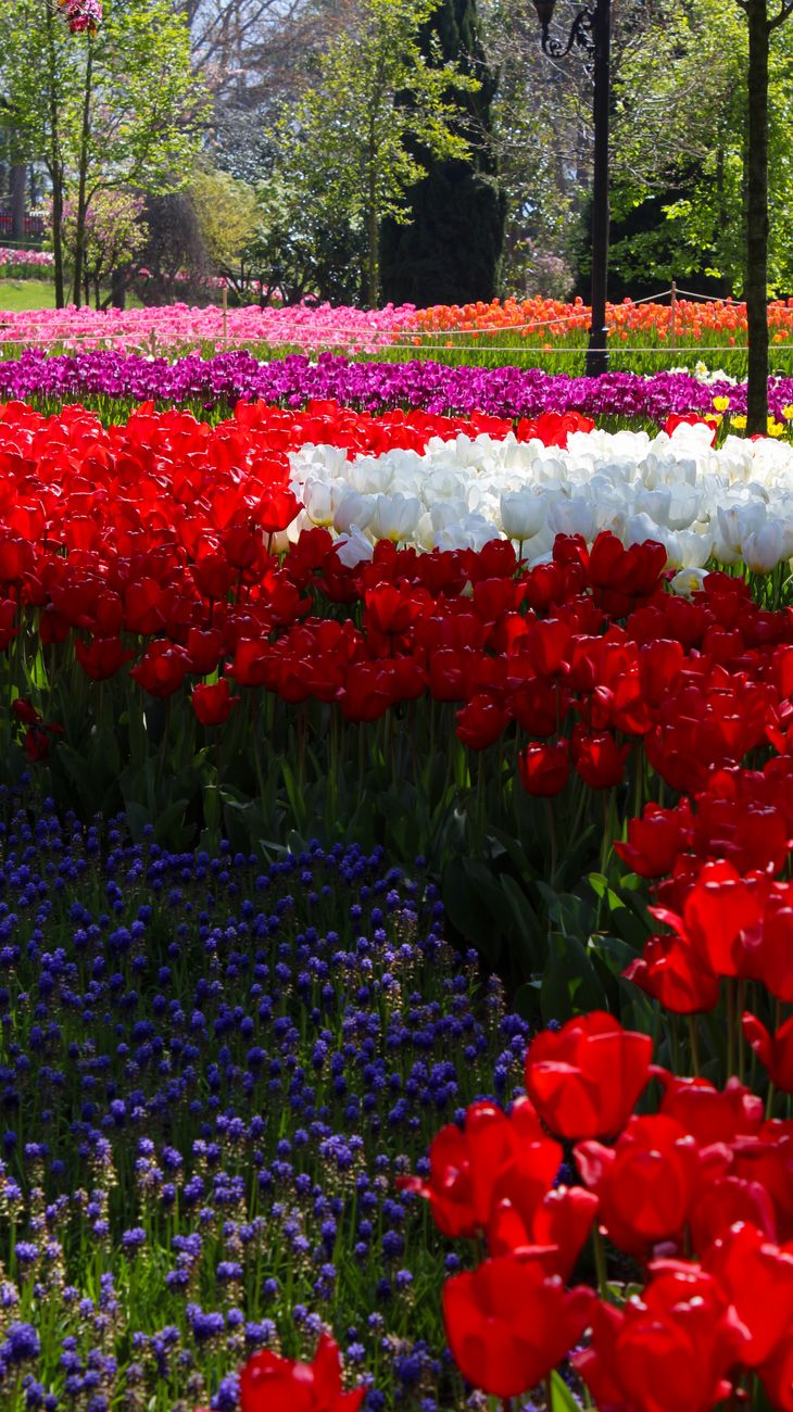 A colorful display of blooming tulips in a vibrant spring garden, showcasing red, white, and purple flowers.